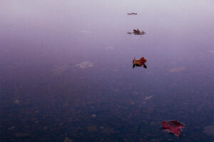 A Different Pace Laura Tucker Daily Letter Free Your Inner Guru Self Care