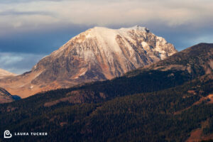 Essential to Someone Laura Tucker Daily Letter