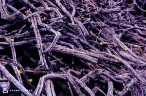 Hope for Renewal - Lichen Growing on Dead Branches Laura Tucker Daily Letter