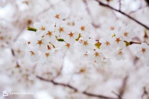 Close up of Cherry Blossoms