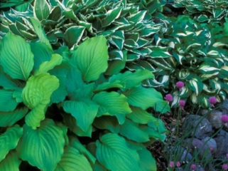 Fine Art Photo of Hostas and Barn in Freeman Patterson's Garden