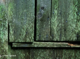 Green moss covers this barn door in New Brunswick