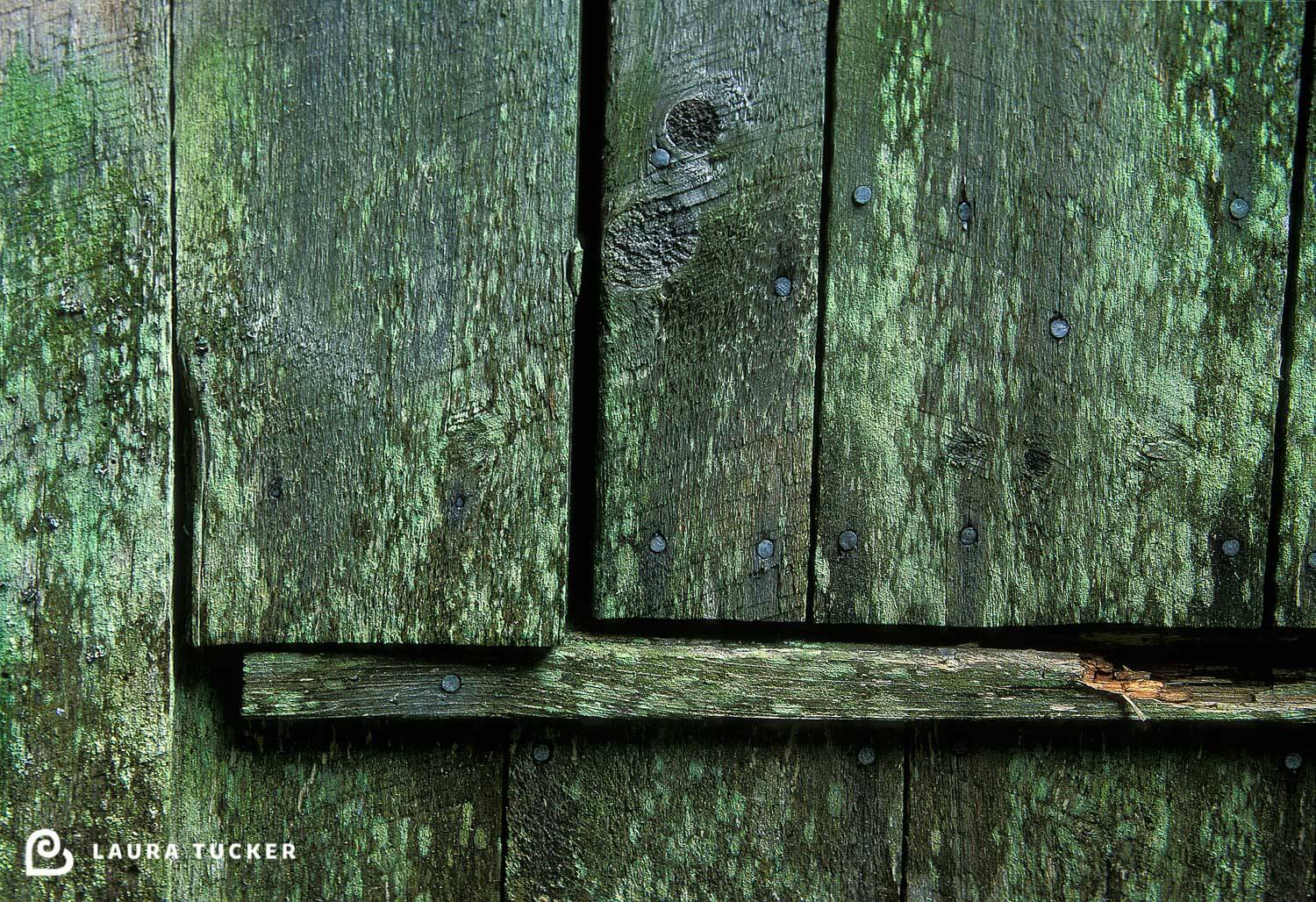 Green moss covers this barn door in New Brunswick