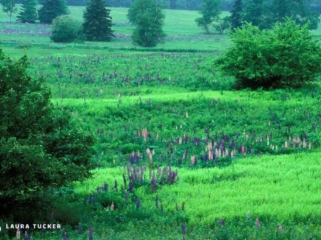 Rolling green hill dotted with purple and pink lupins and trees in New Brunswick, Canada