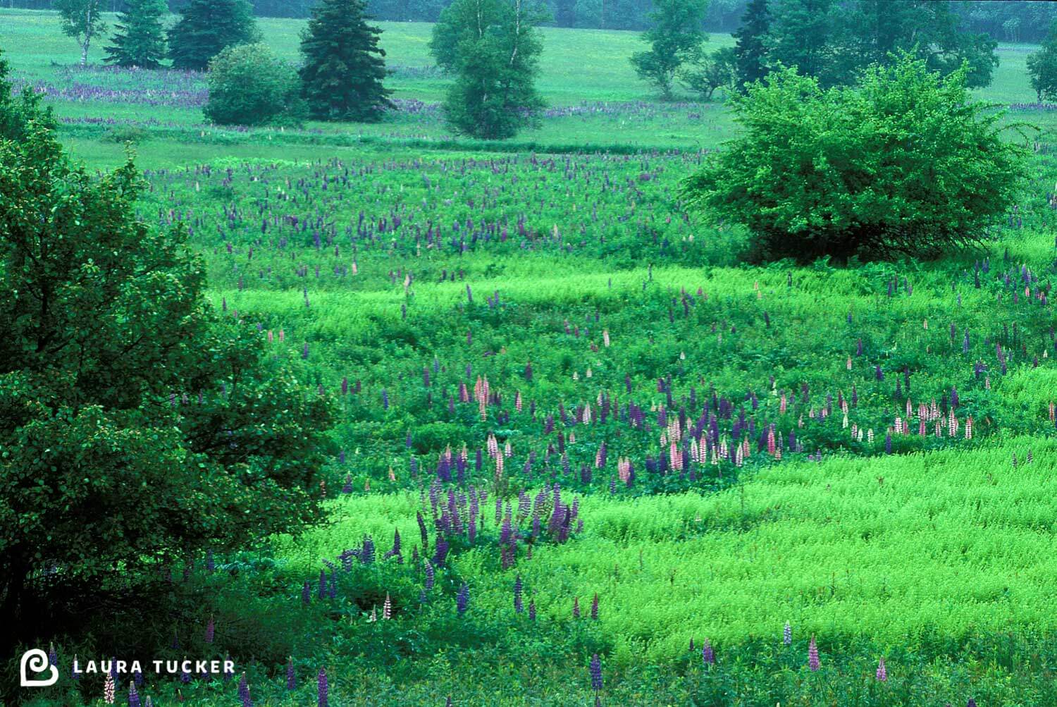 Rolling green hill dotted with purple and pink lupins and trees in New Brunswick, Canada