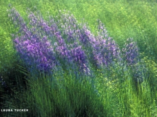 Multiple exposure image of purple lupins swaying in the breeze