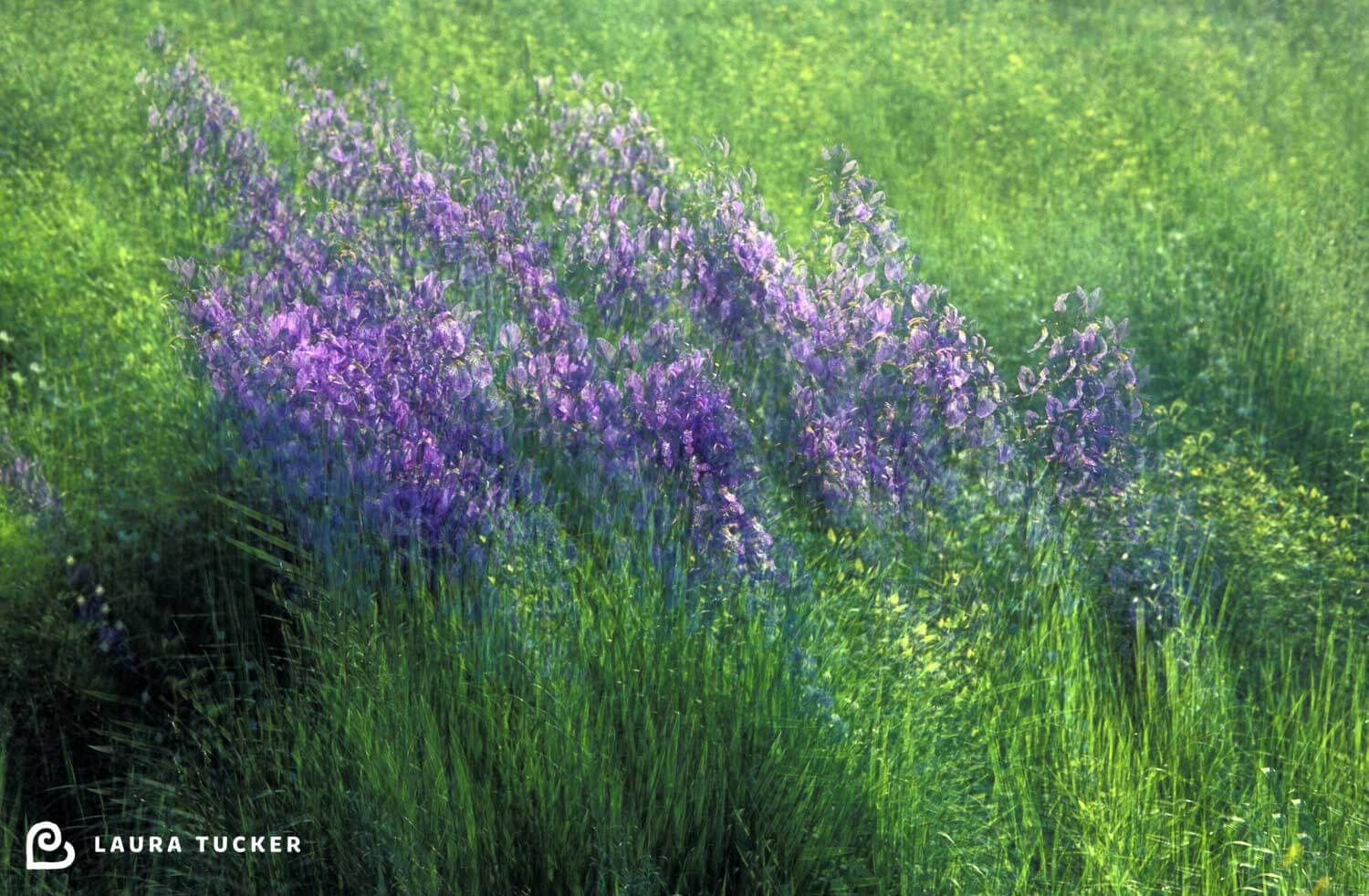 Multiple exposure image of purple lupins swaying in the breeze