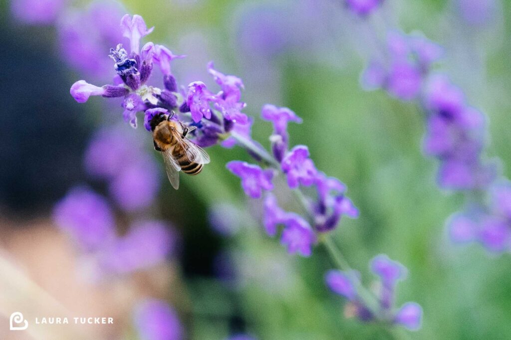 Photo of a honey bee polinating lavender