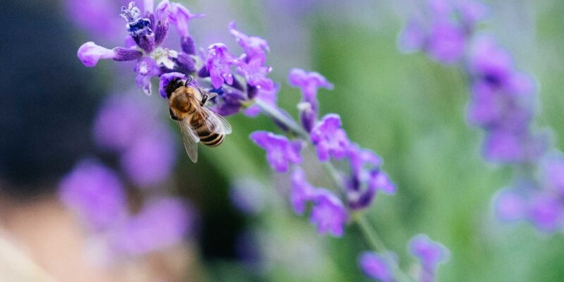 Photo of a honey bee polinating lavender